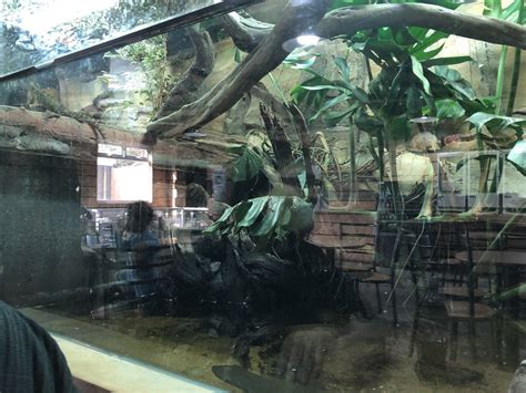 Australian Water Dragon Enclosure At Hamerton Zoo Park October 2023