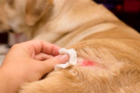 Causas Y Tipos De Dermatitis En Perros