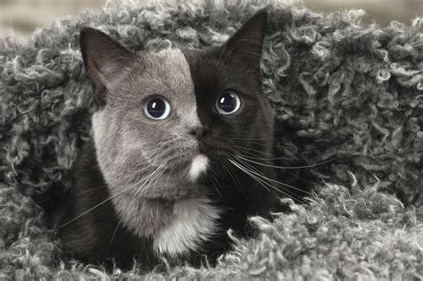 Incredible Reason Why Cat Has Perfectly Symmetrical Two Tone Face