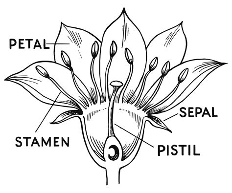 Clipart Flower Parts