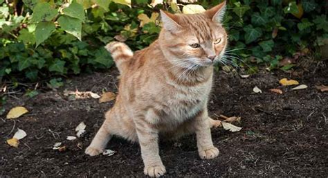 There are motion activated alarms while it is possible for cats to scale great heights with little effort, an additional guard may be enough to deter them. How To Stop Cats From Pooping In The Garden - Top Repellents