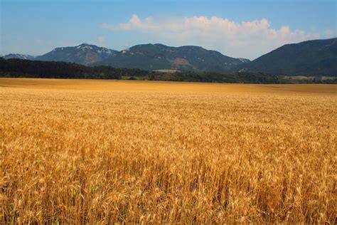 Free Stock Wheat Fields Grain Plains Mountains Sky By Peterkmiecik On
