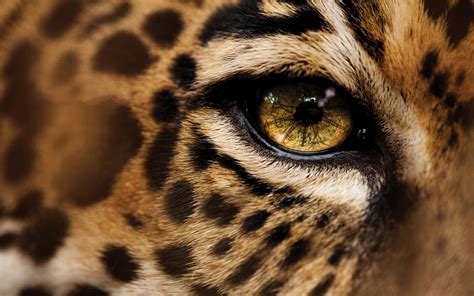 Animales Jaguar Hd Fondo De Pantalla