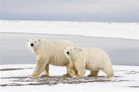 Tagged And Collared Female Polar Bear Photograph By Steven Kazlowski
