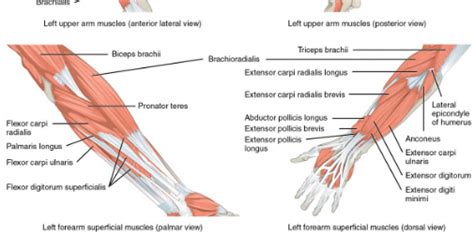 Anatomi Otot Lengan Atas Pada Ekstremitas Superior Manusia Anatomi Tutorial