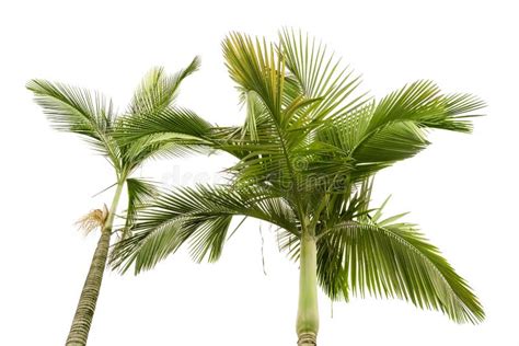 Plam Trees Stock Image Image Of Growing Good Dominican 596691