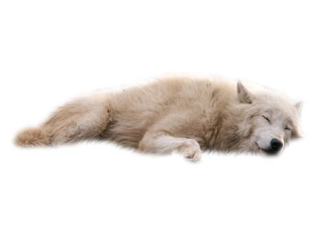 All wolf png images are displayed below available in 100% png transparent white background for free download. Wolf PNG