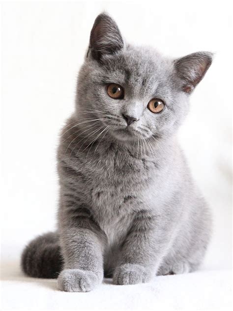 Very Interesting Post British Shorthair Kittens 11 Pictures Also