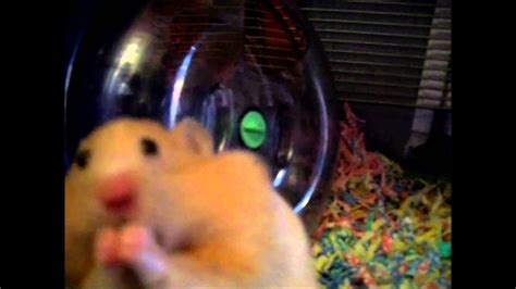 Hamster Stuffing Loads Of Treats In His Cheek Pouches Youtube