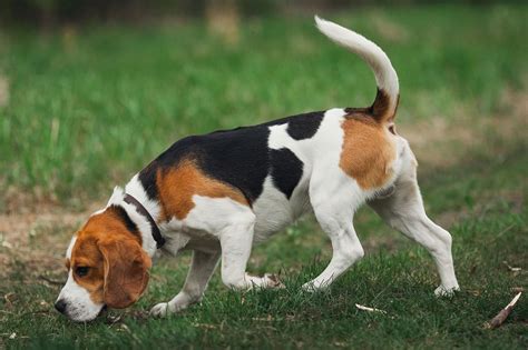 Types Of Beagles And Their Differences With Pictures Hepper