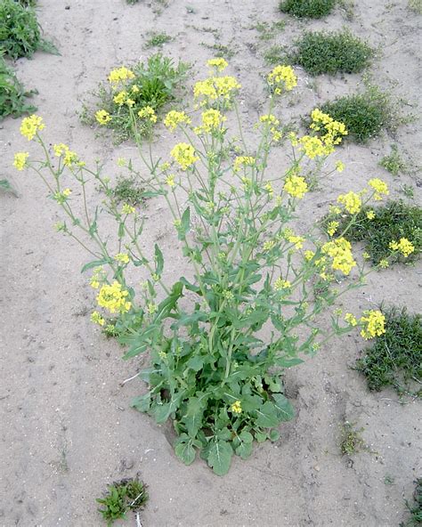 Wild Mustard Sinapis Arvensis Plant And Pest Diagnostics