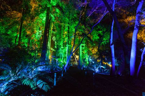 Enchanted Forest Of Light Has Brought Magic Back To Descanso Gardens