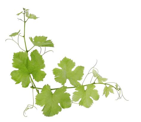 Vietri foglia fresca grape leaf pattern bread and butter or tart plate, footed, green majolica 7 x 6.75 surface dimensions, 1.25 height made in italy, pattern discontinued 2014. grape leaves | Grape plant, Plant leaves, Grape vines