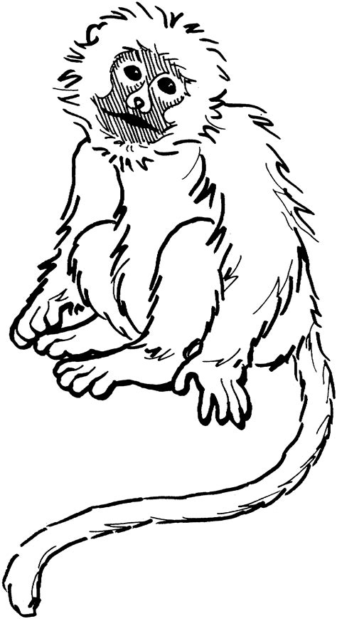 Black And White Pictures Of Monkeys Clipart Best