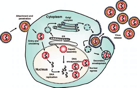 Life Cycle Of Hcmv In A Human Cell Hcmv Enters Human Cells Either