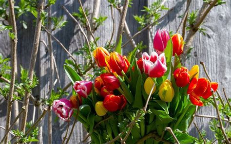Non sono solo belle ma anche fungono da veicolo per mostrare come ci si. Scarica sfondi primavera, 4k, tulipani, mazzo, fiori di primavera, i tulipani colorati per ...