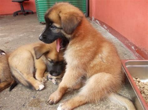 Find local malinois puppies for sale and dogs for adoption near you. Belgian Malinois Puppies for Sale | Puppies for sale ...
