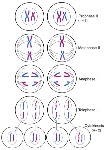 Stages Of Meiosis Diagram Labeled