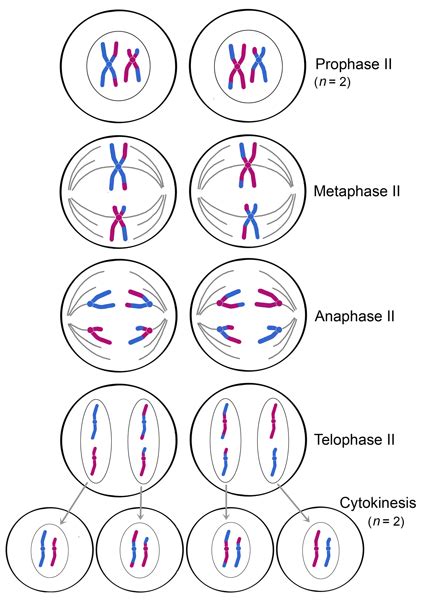 Metaphase of mitosis vs meiosis. Meiosis
