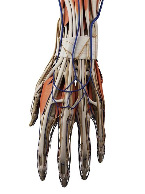 Human Hand Muscles Photograph By Sciepro Fine Art America