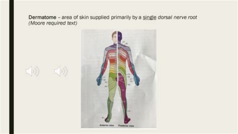 Myotomes Reflexes And Dermatomes Flashcards Quizlet