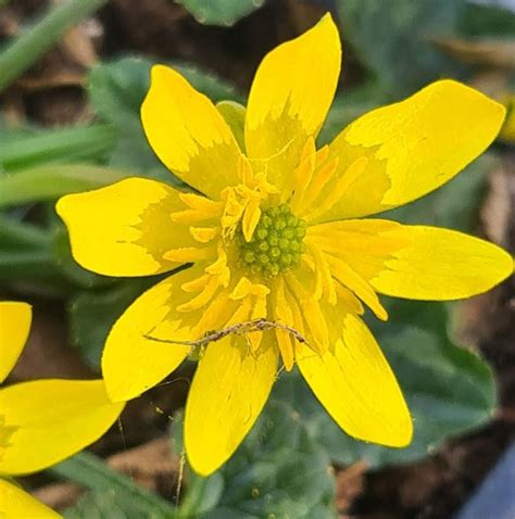 Ranunculus Ficaria Diane Rowe Farmyard Nurseries