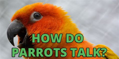 How Do Parrots Talk Uncover The Secrets To Talking Birds