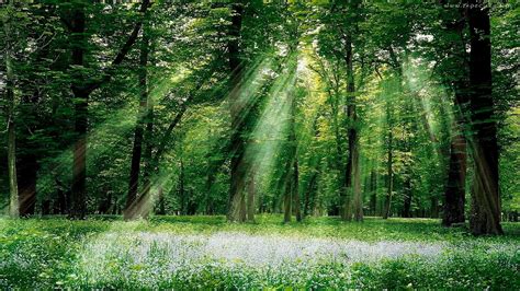 Green Leafed Trees Forest Trees Sun Rays Hd Wallpaper Wallpaper Flare