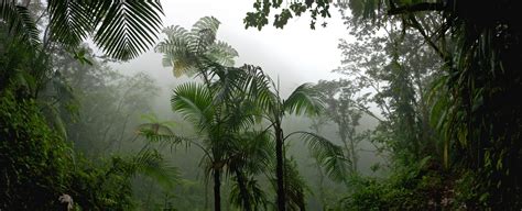 Tropical Rain Forest Jungle Free Stock Photo Public Domain Pictures