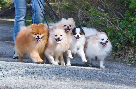 20 Cool Facts You Didnt Know About Pomeranians World Cutest Dog