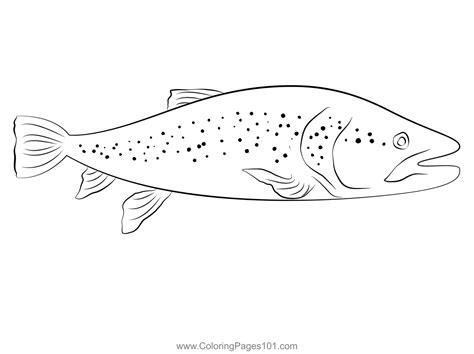 Fly Fishing Brown Trout Coloring Page For Kids Free Trouts Printable