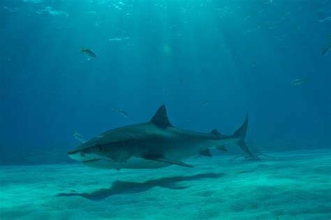 Uncovering The Mystery Of Tiger Shark Reproduction In The Eastern Caribbean Dcna