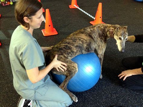 Fitness Routines For Dogs Dog Star Daily