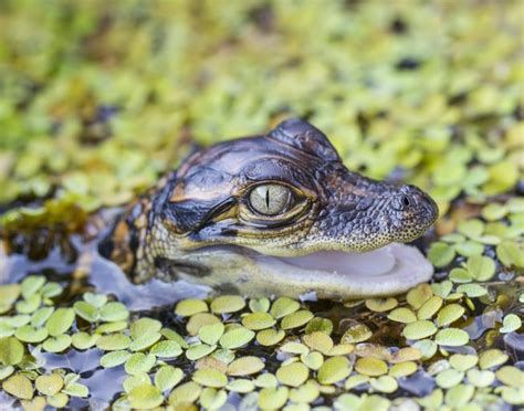 These Strange Baby Animals Redefine Cuteness Baby Alligator Baby