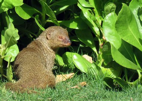 31 Magnificent Mongoose Facts The Noble Snake Killer 34 Species
