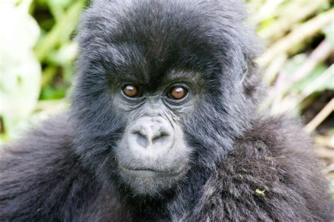 Different Types Of Gorillas What Sets Them Apart