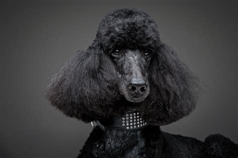 The Poodle 7 Things To Know About Its Temperament And Personality