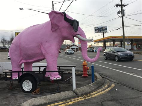 Curious Nashville The Story Behind A Pink Elephant On Charlotte Pike Wpln News