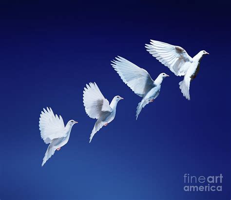 White Dove In Flight Multiple Exposure 4 On Blue Photograph By Warren