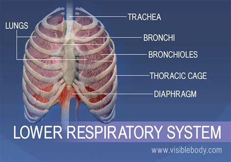 Evaluating a person's breathing is essential. Lower Respiratory System | Respiratory Anatomy