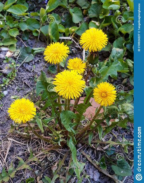 Dandelion Taraxacum Officinale In A Spring Day Stock Image Image Of