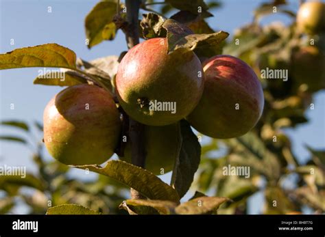 Apples Malus Domestica Growing On A Tree In A Fruit Orchard Stock