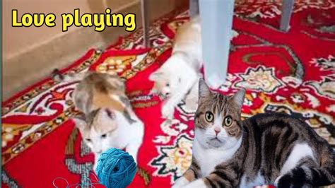 Funny Cats Playing With Yarn Giana Teddy Kittens 2 Cute Kittens