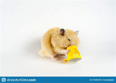 Cute Hamster Eating Sunflower From Bucket On White Background Stock