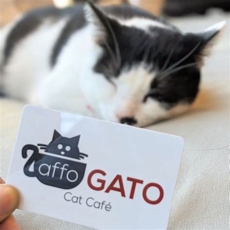 Affogato Cat Cafe Cleveland Tremont Menu Prix And Restaurant Avis