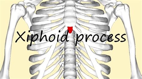 How To Pronounce Xiphoid Process Youtube