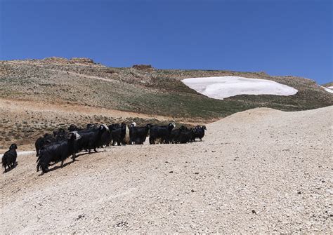 Goats In The Mountain With Remaings Of Snow North Governorate Daher