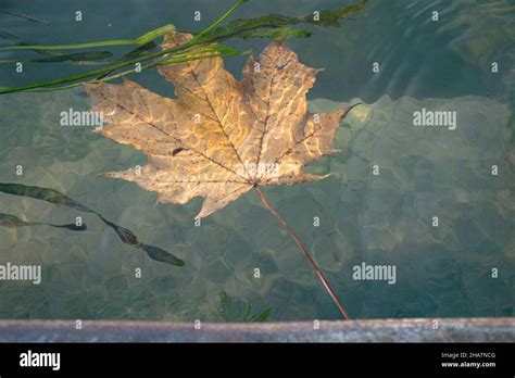 Autumn A Leaf Floats On Water Stock Photo Alamy
