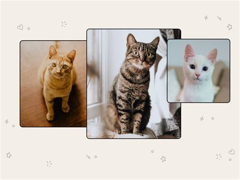 American Shorthair Cat Breed Profile