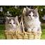 Siberian Cat Kitten « Nat Geo Adventure